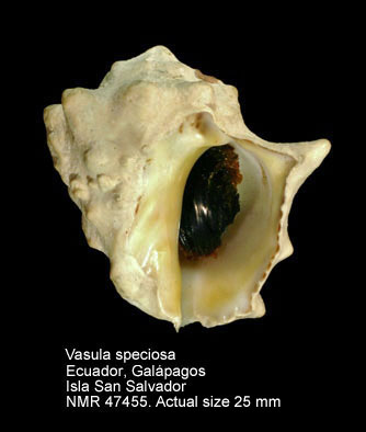 Vasula speciosa.jpg - Vasula speciosa(Valenciennes,1832)